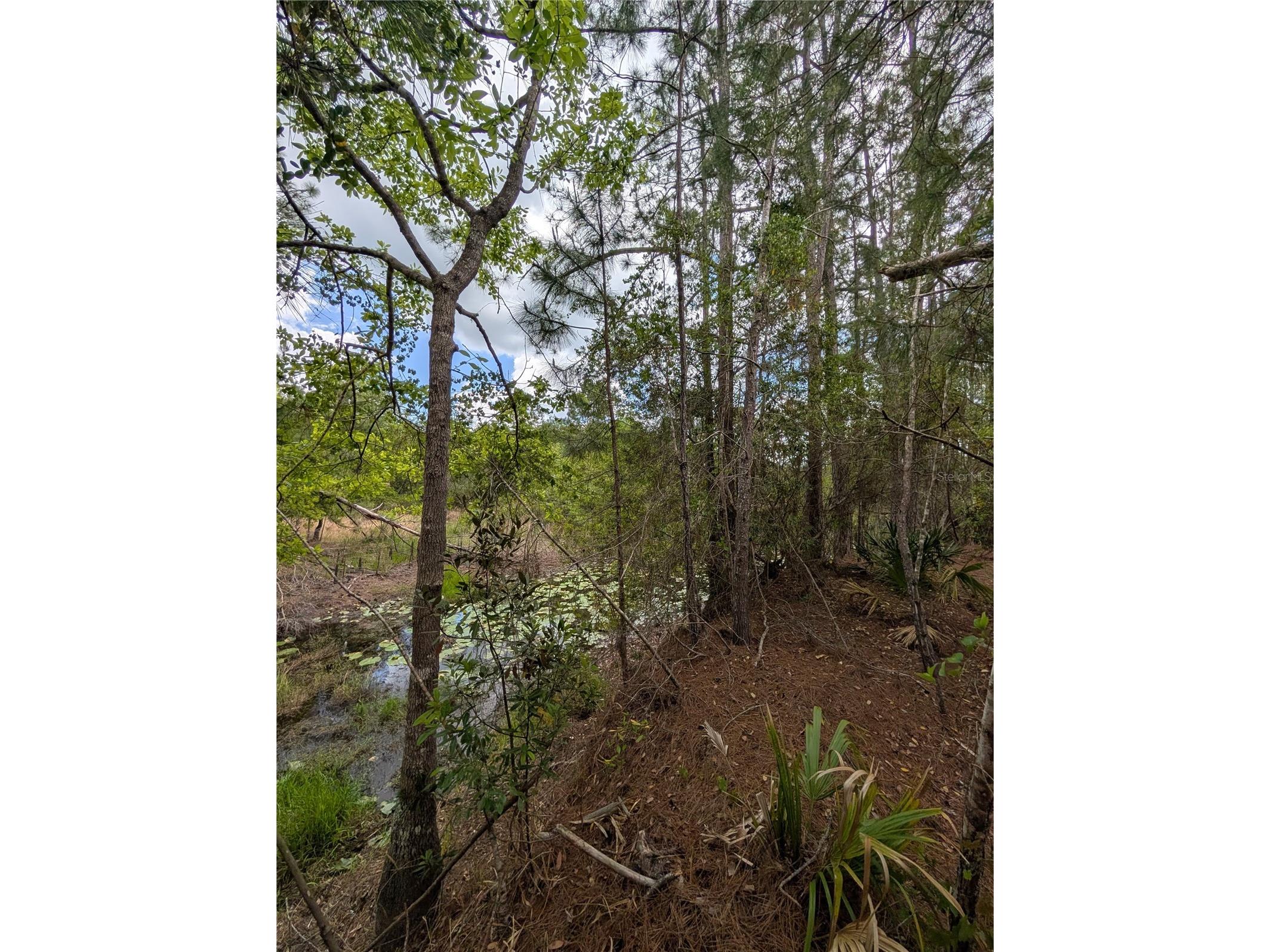 38521 Ilex Trail Eustis FL 32736 O6402556 image18