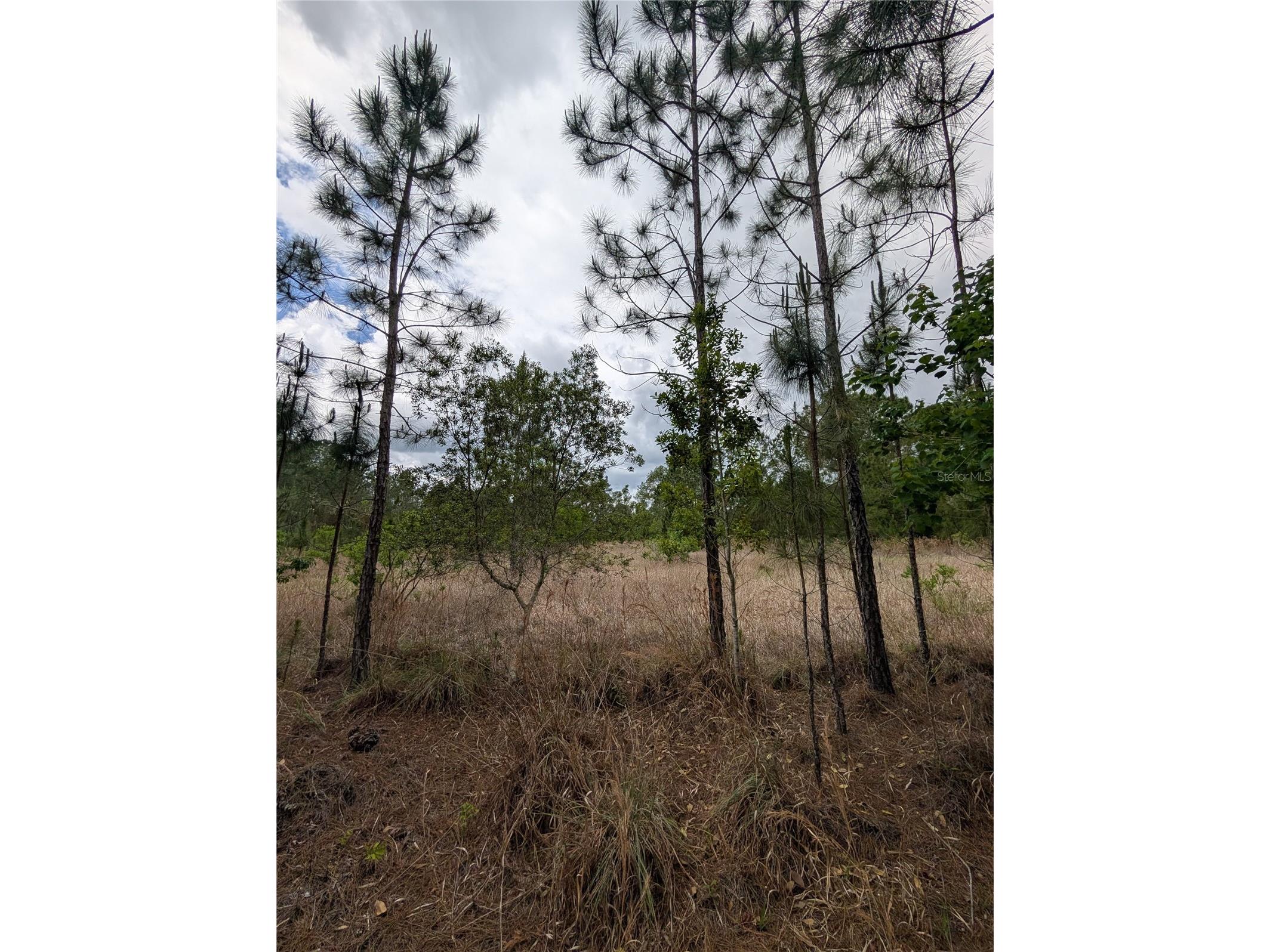 38521 Ilex Trail Eustis FL 32736 O6402556 image19