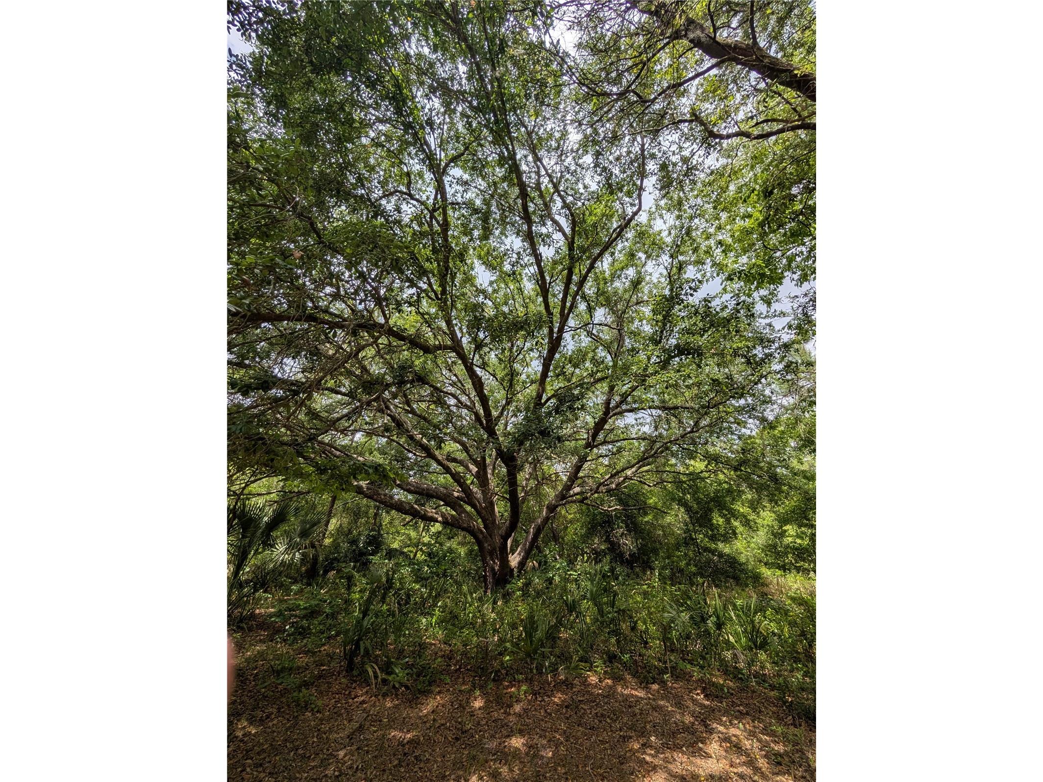 38521 Ilex Trail Eustis FL 32736 O6402556 image26