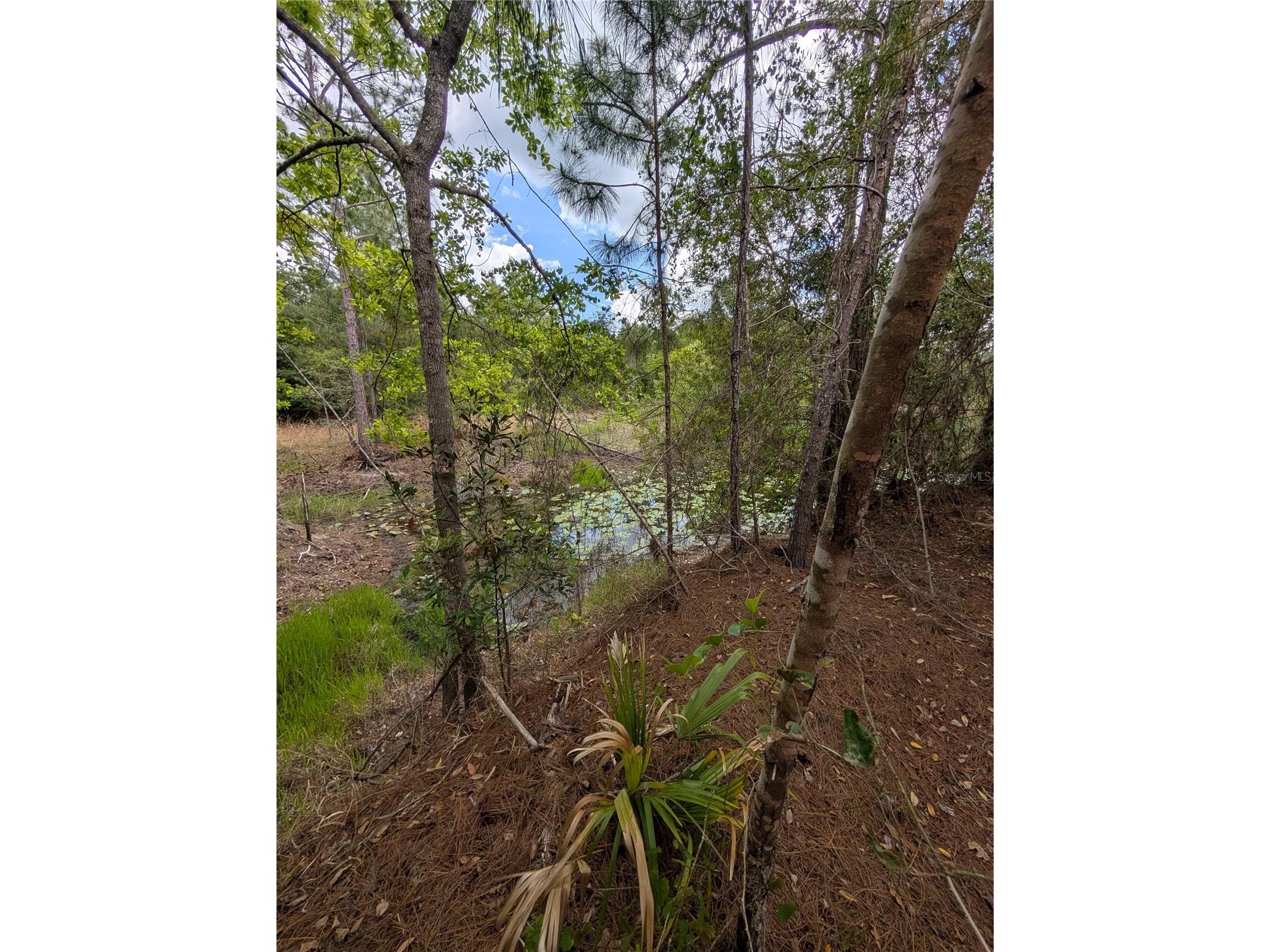 38521 Ilex Trail Eustis FL 32736 O6402556 image4