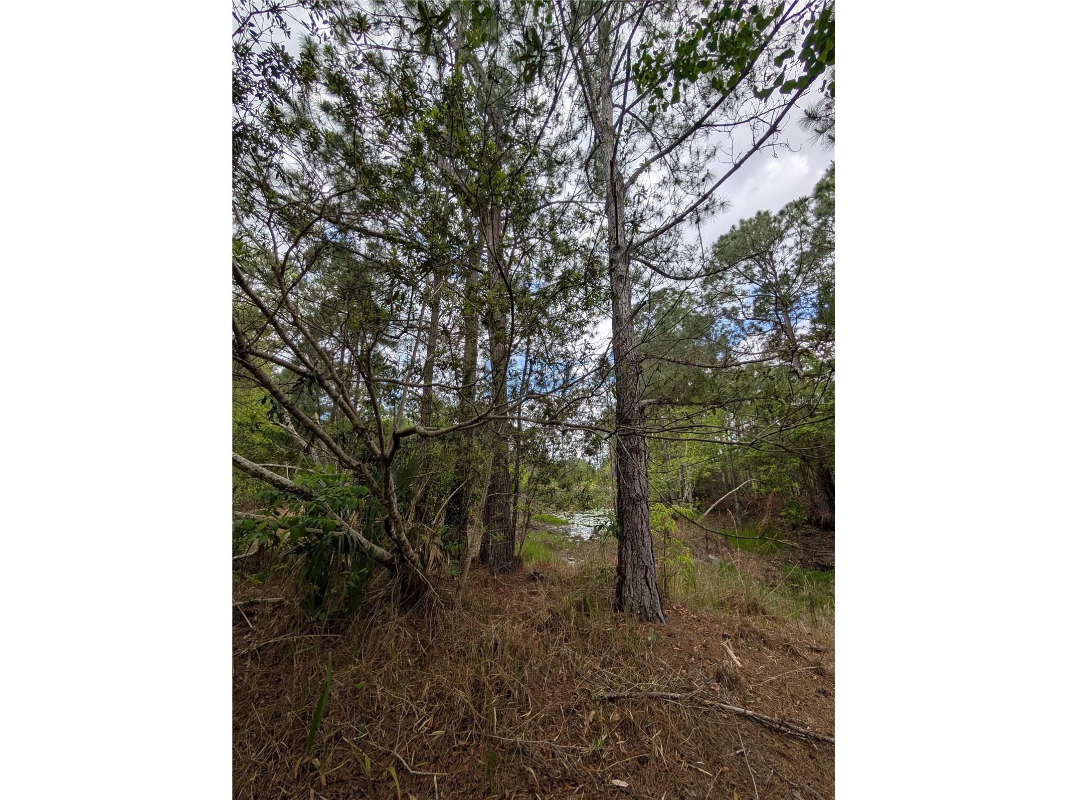38521 Ilex Trail Eustis FL 32736 O6402556 image5