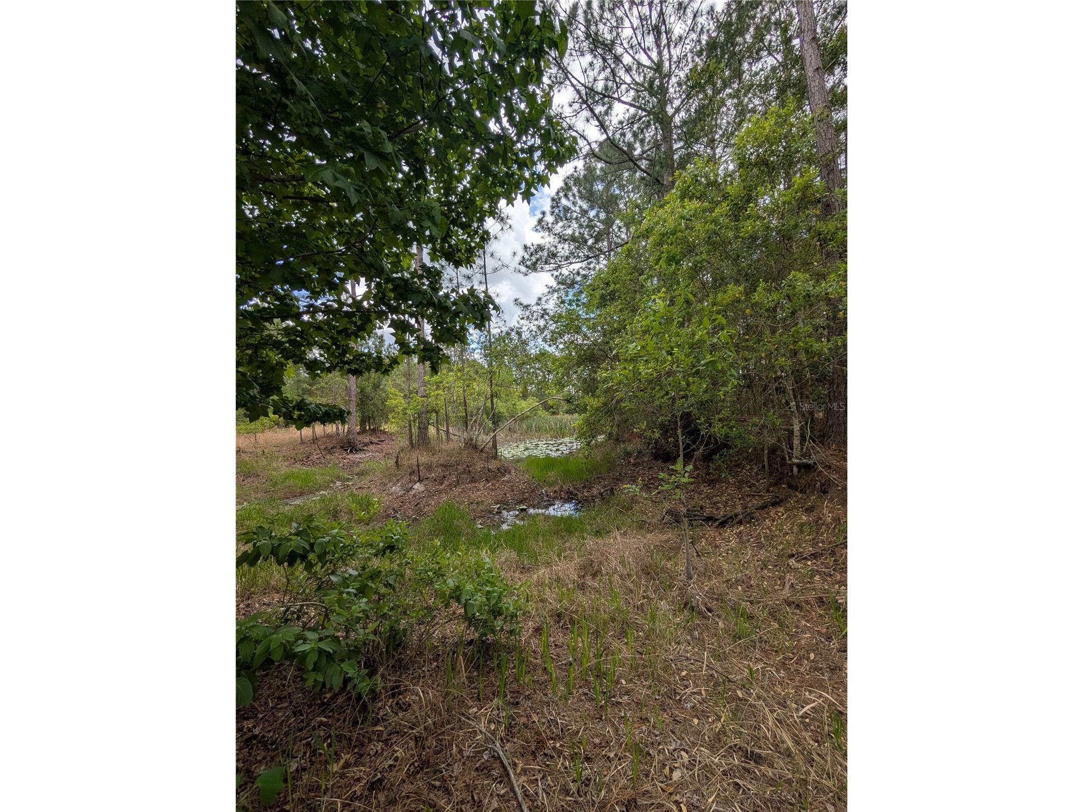 38521 Ilex Trail Eustis FL 32736 O6402556 image6