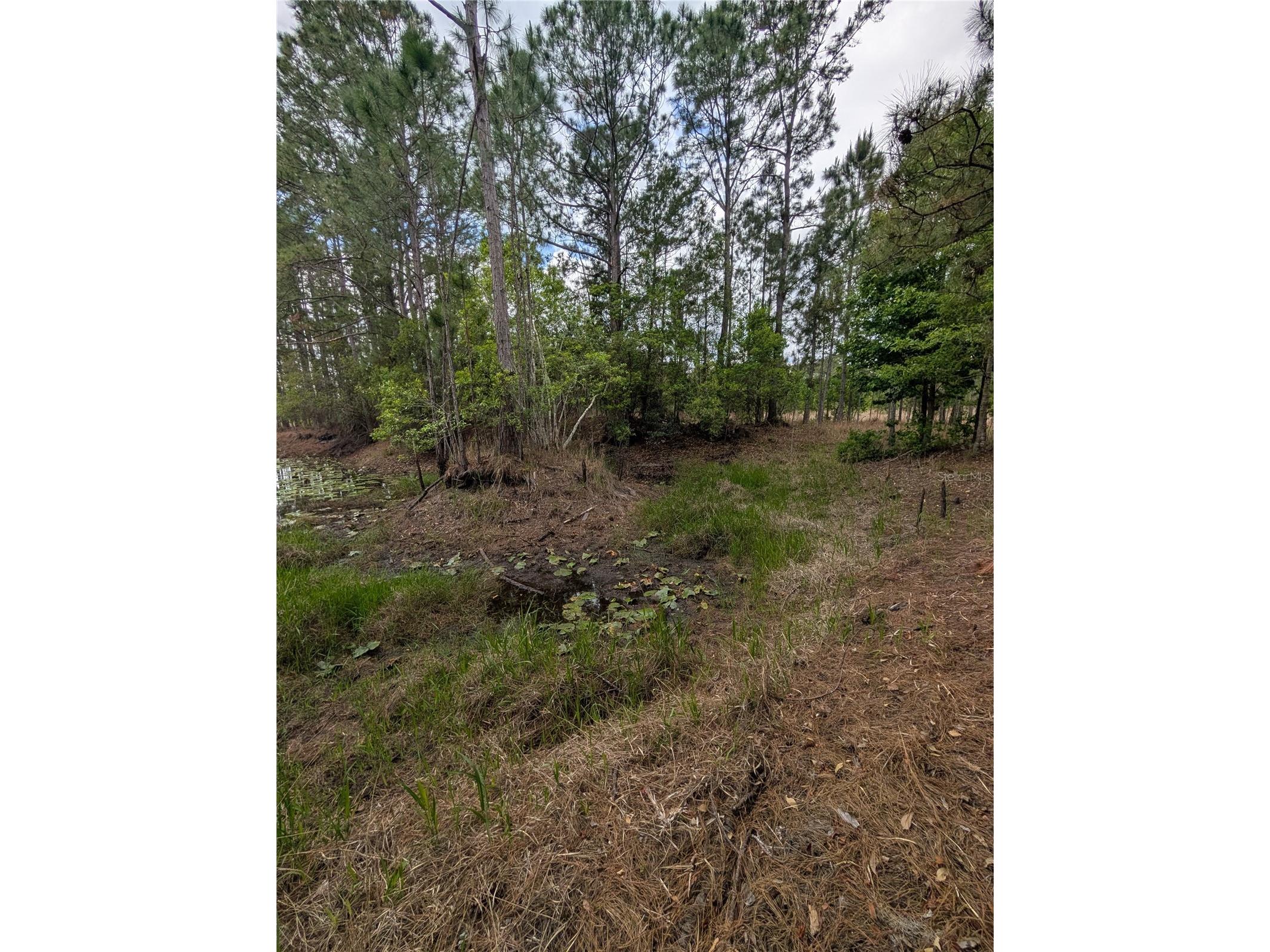 38521 Ilex Trail Eustis FL 32736 O6402556 image7