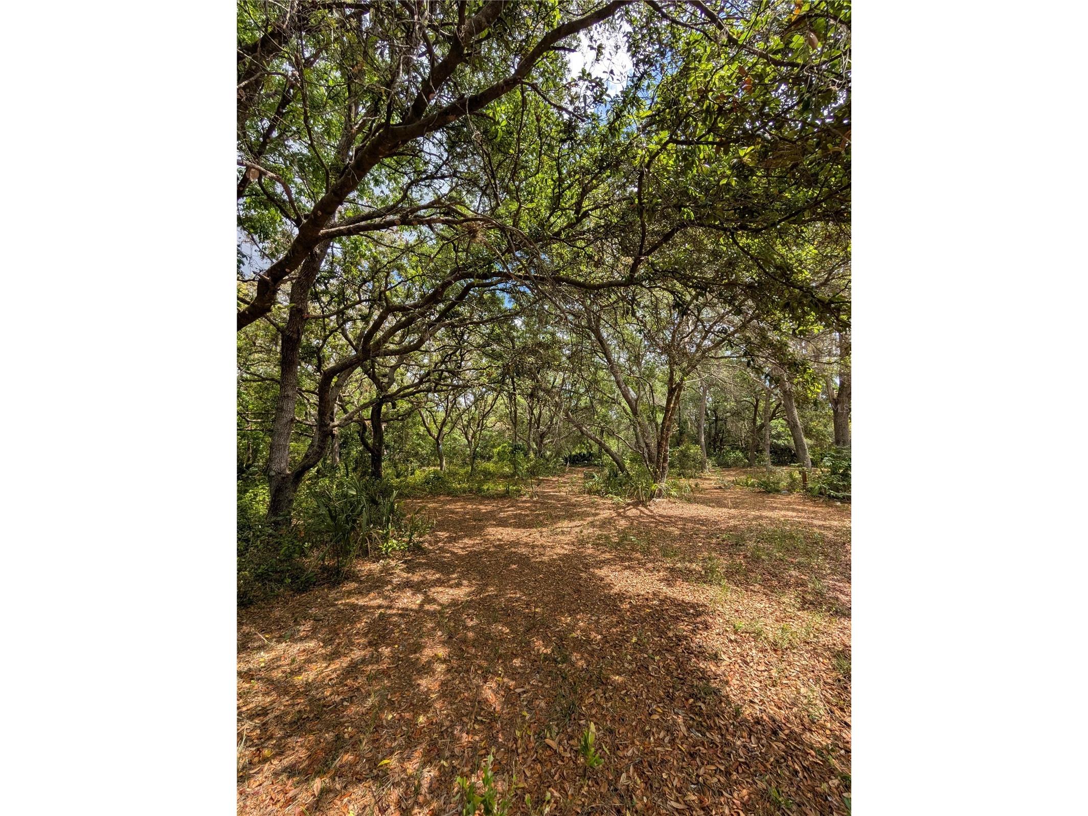 38521 Ilex Trail Eustis FL 32736 O6402556 image8