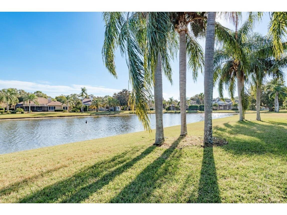 3866 Moreno Drive Palm Harbor FL 34685 TB8445249 image44