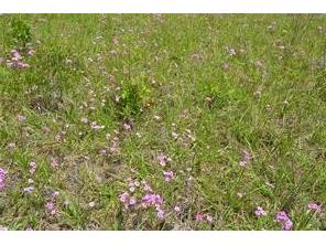 39 Locust Place Ocala FL 34472 OM713036 image3