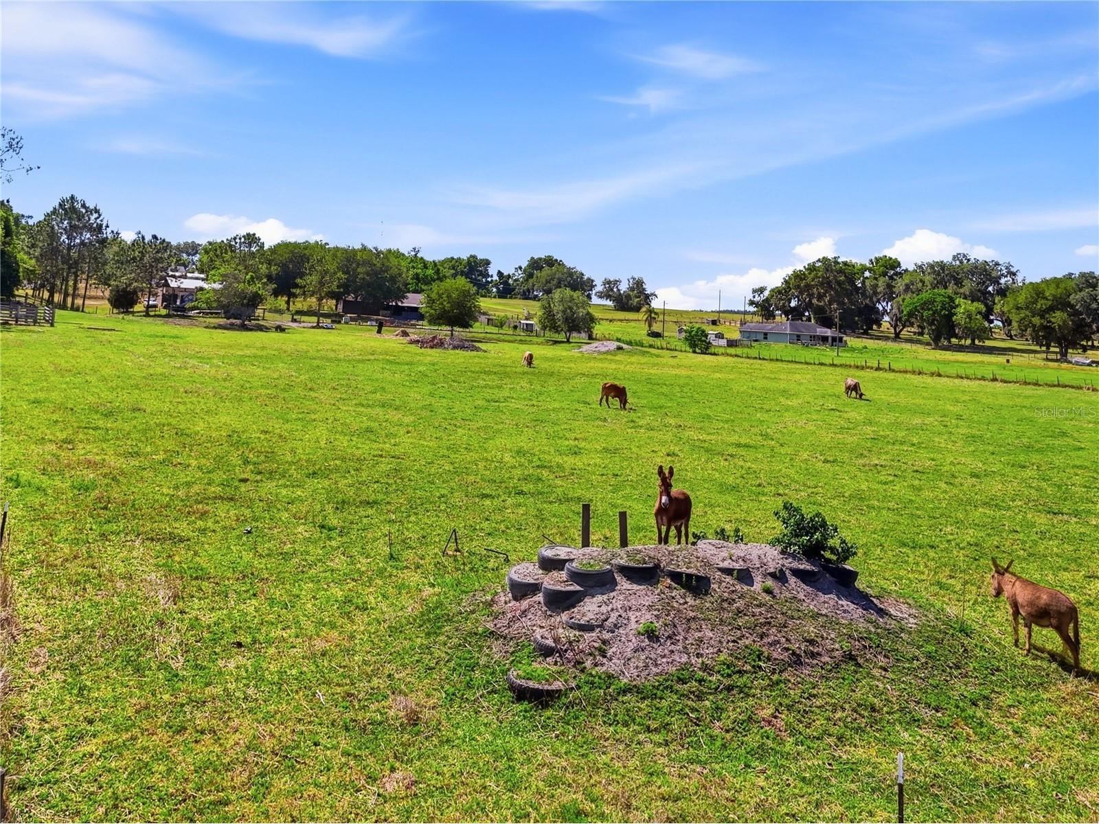 39000 Sparkman Road Dade City FL 33525 L4961523 image44