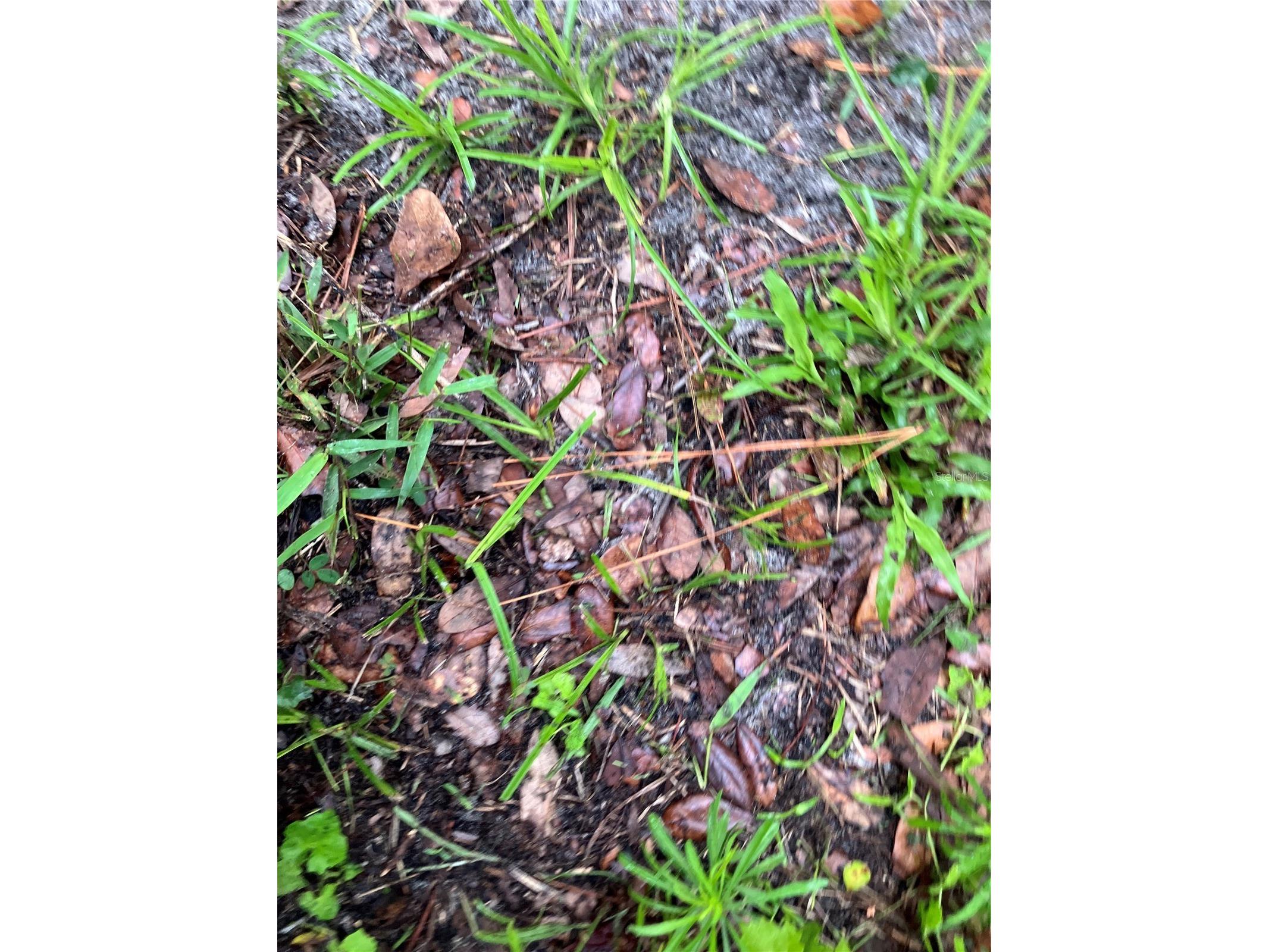 39001 39005 State Road 575 Dade City FL 33523 - WITHLACOOCHEE RIVER TB8516003 image34