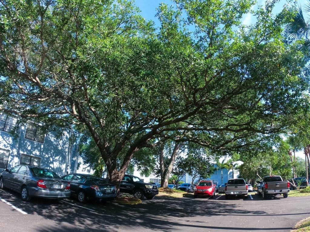 3916 Atrium Drive Drive #4 Orlando FL 32822 - LAKE FREDERICA O6336168 image63