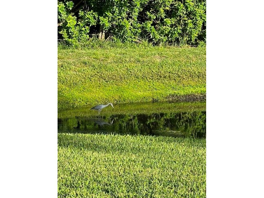 392 Tavernier Circle Oldsmar FL 34677 TB8521472 image60