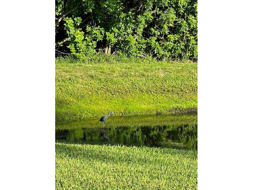 392 Tavernier Circle Oldsmar FL 34677 TB8521472 image61