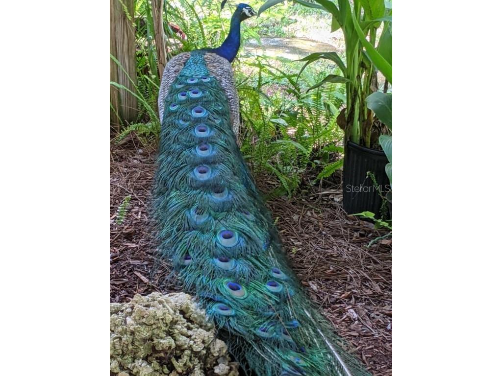 39200 Cook Brown Road Punta Gorda FL 33982 A4634802 image12