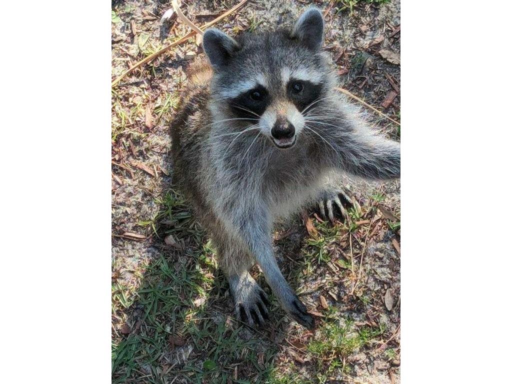 39200 Cook Brown Road Punta Gorda FL 33982 A4634802 image13