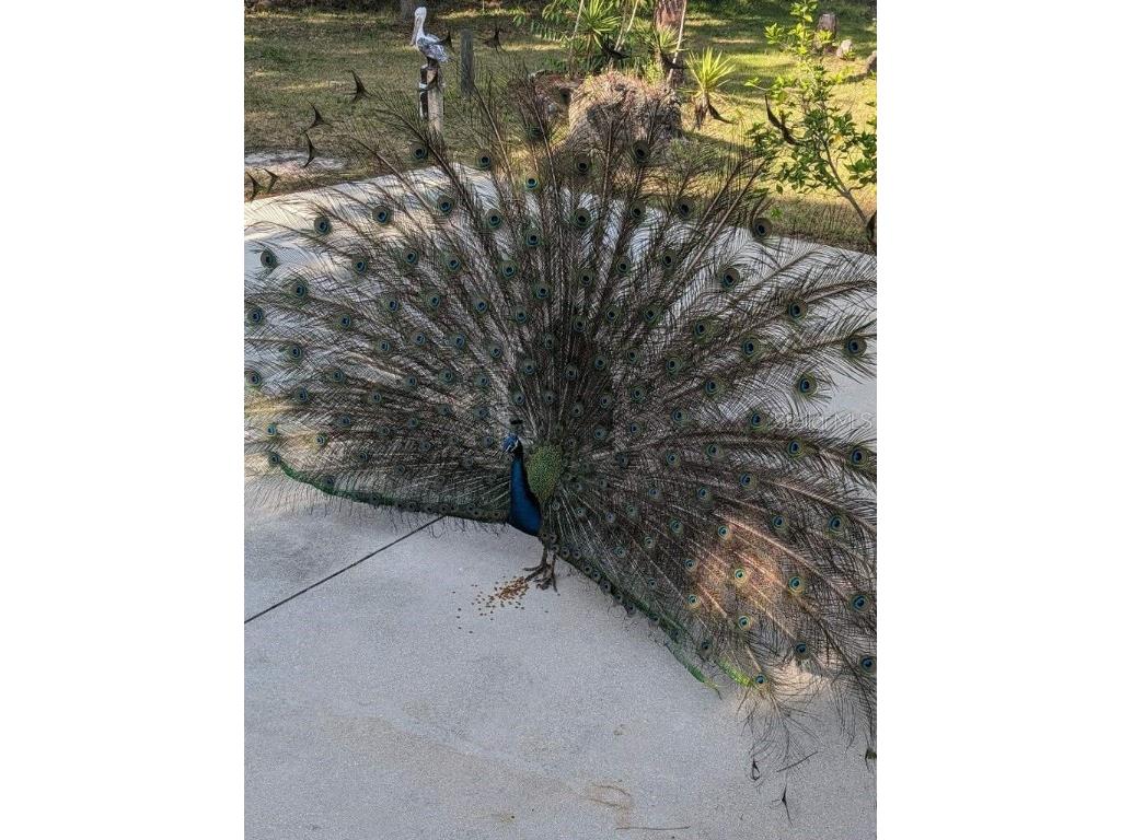 39200 Cook Brown Road Punta Gorda FL 33982 A4634802 image24