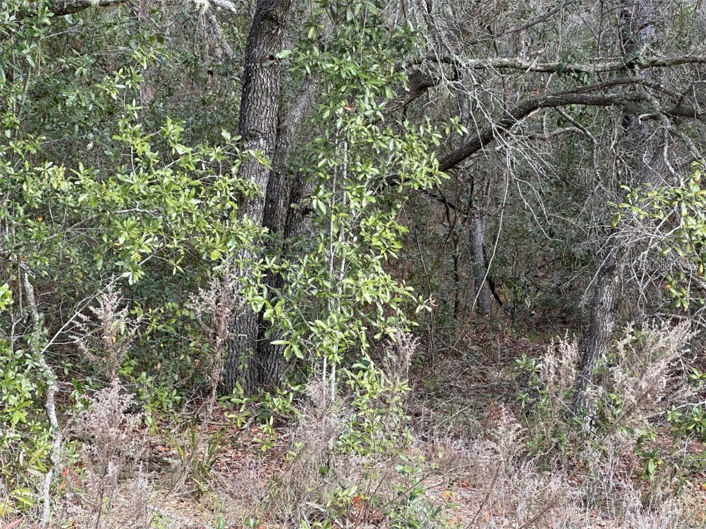 3922 N Longvalley Road Hernando FL 34442 OM671729 image1