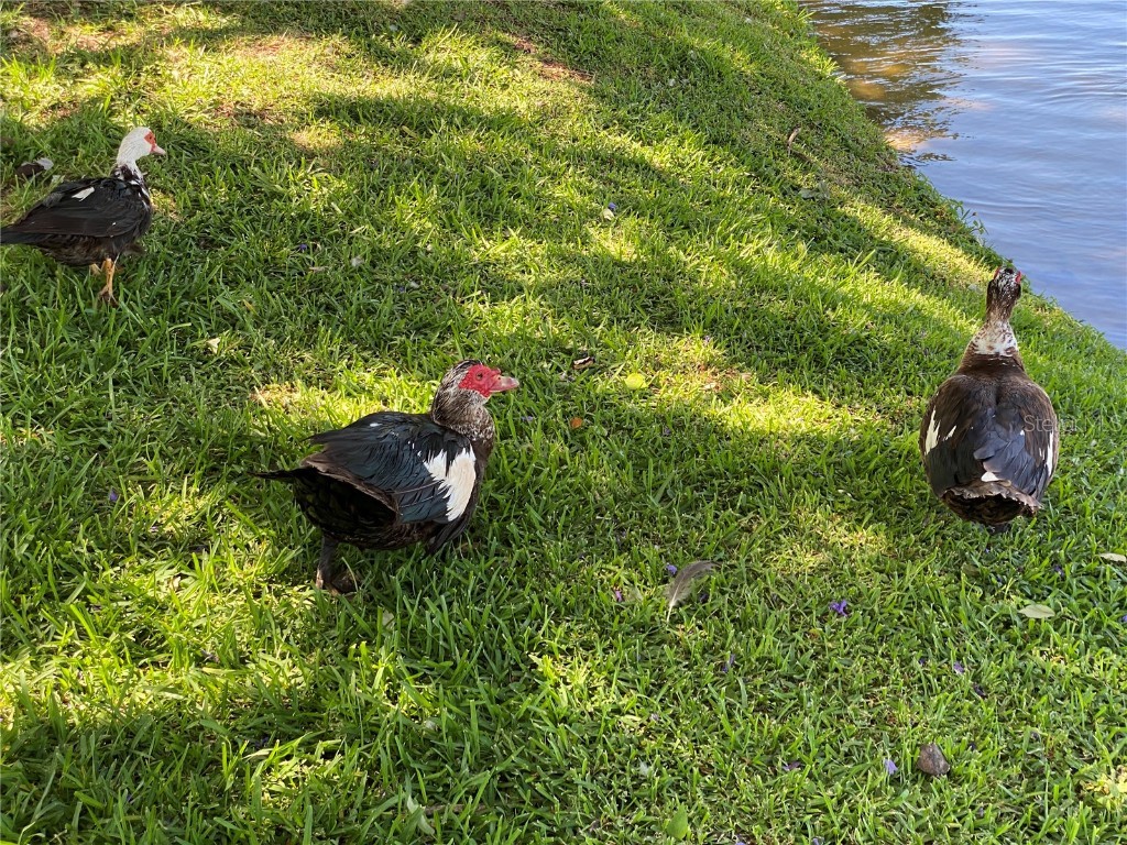 3927 Lake Bayshore Drive #F312 Bradenton FL 34205 A4669571 image47