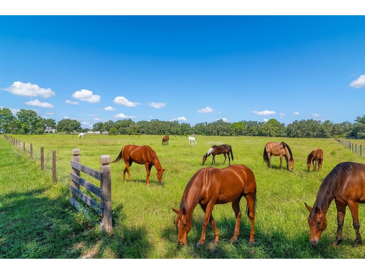 3933 Mammoth Grove Road Lake Wales FL 33898 L4948125 image36