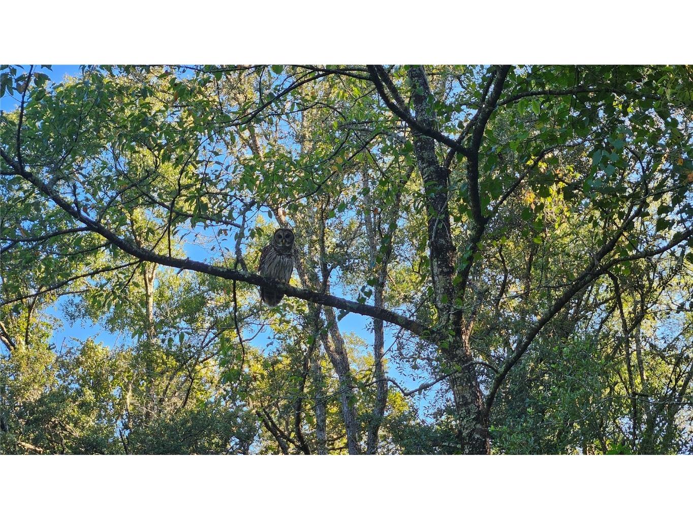 3941 E Peggy Street Hernando FL 34442 OM689023 image1