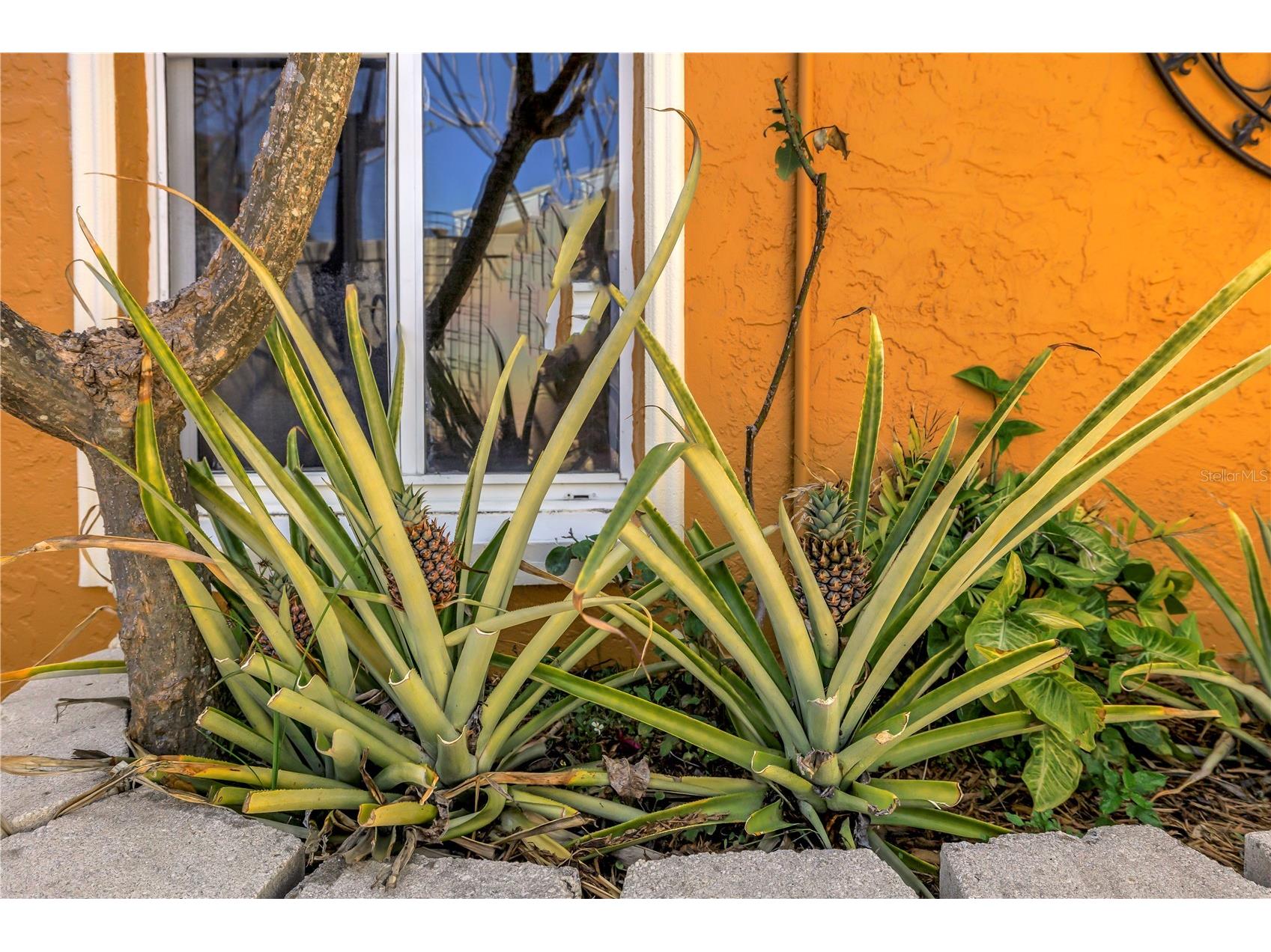 3945 Poinsettia Drive Saint Pete Beach FL 33706 TB8498461 image96