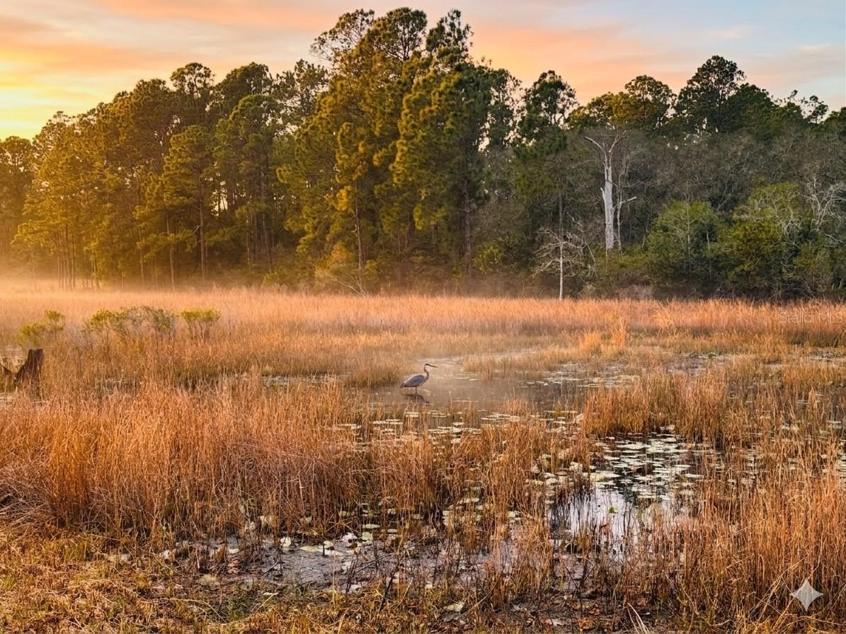 39641 Royal Trails Road Eustis FL 32736 - ACCESS TO LAKE NORRIS O6389643 image4
