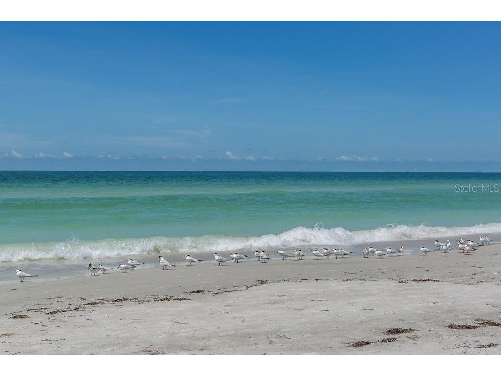 399 2nd Street #215 Indian Rocks Beach FL 33785 TB8471197 image49