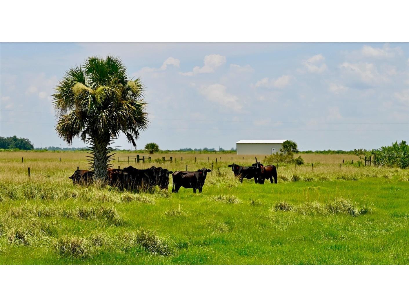 3995 SW Wood Street Arcadia FL 34269 OM683608 image1