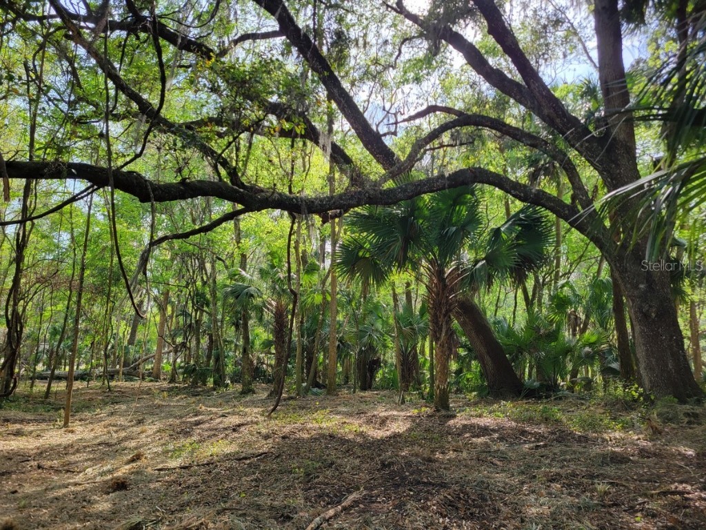 4.8+/- acres Us 301 Highway Citra FL 32113 OM654025 image1