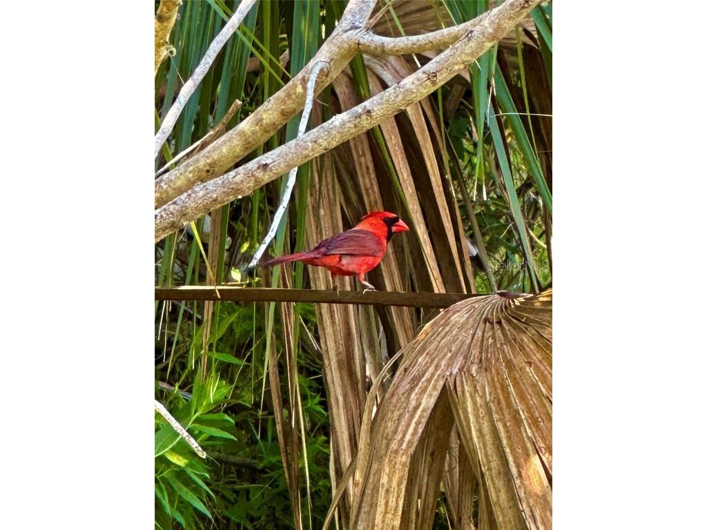 4 Turkey Oak Lane Palm Coast FL 32137 FC300504 image29