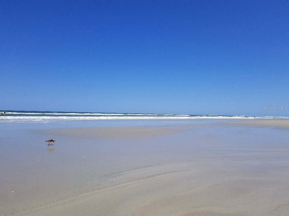 40 Sandra Circle New Smyrna Beach FL 32168 NS1083265 image43