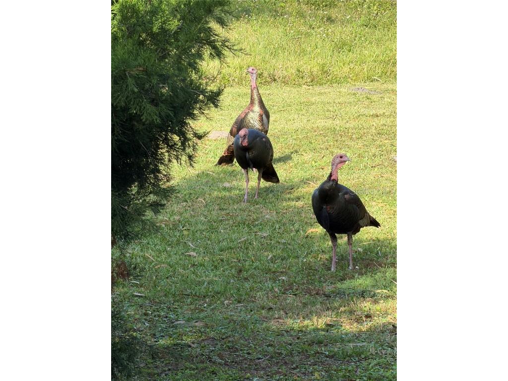 40 Sheoah Boulevard #27 Winter Springs FL 32708 O6365099 image21