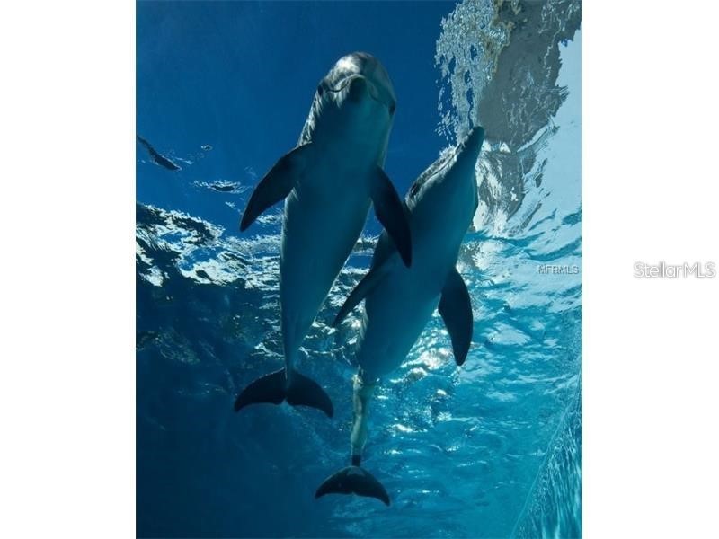 400 Island Way #1606 Clearwater Beach FL 33767 TB8458605 image39