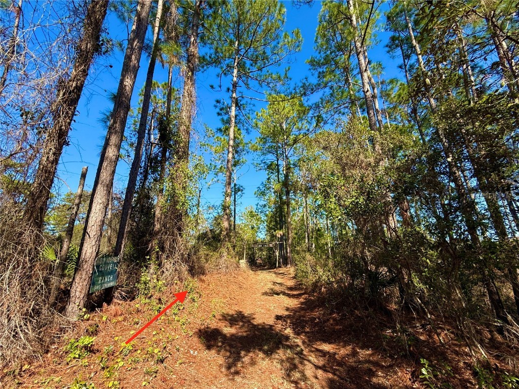 40001 Maggie Jones Road Paisley FL 32767 G5091604 image1