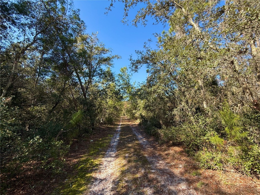 40001 Maggie Jones Road Paisley FL 32767 G5091604 image4