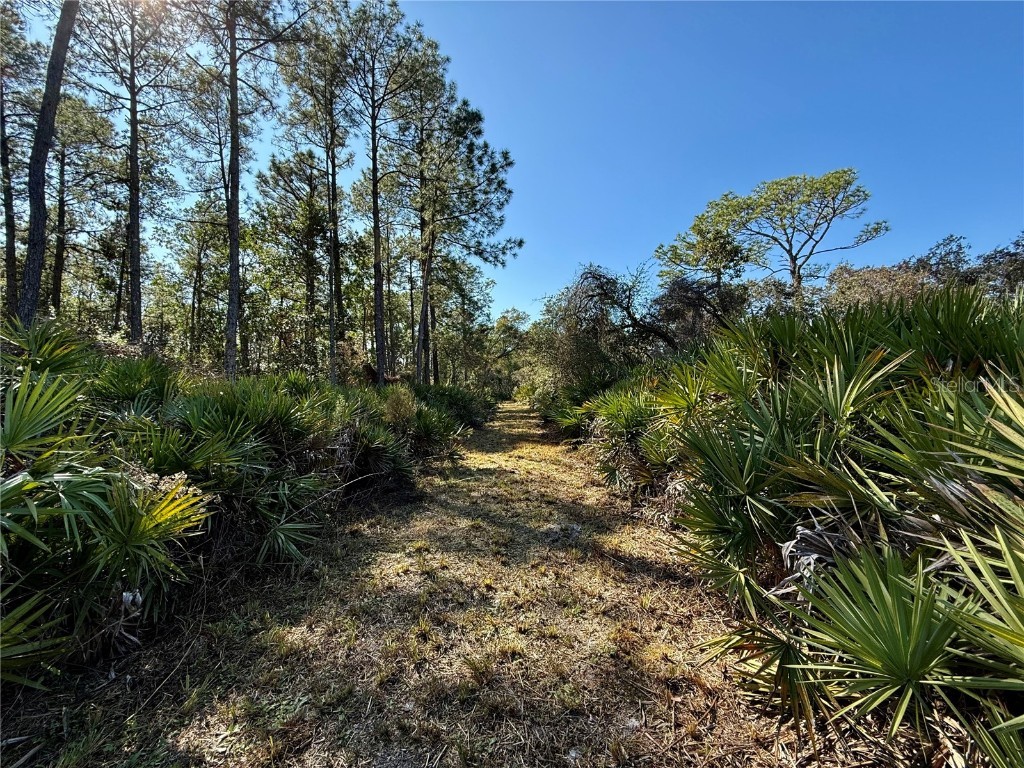 40001 Maggie Jones Road Paisley FL 32767 G5091604 image48