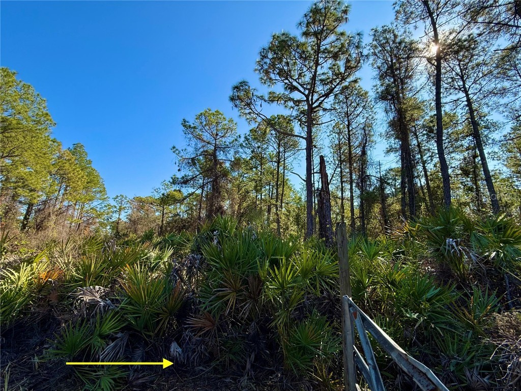 40001 Maggie Jones Road Paisley FL 32767 G5091604 image49