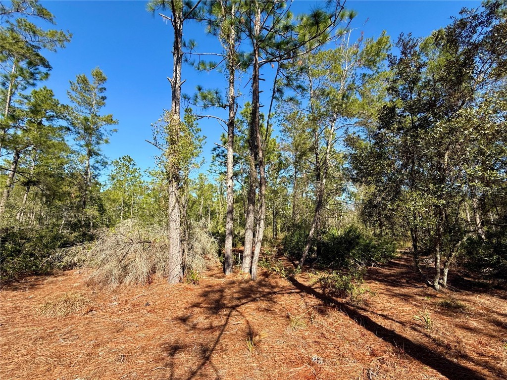 40001 Maggie Jones Road Paisley FL 32767 G5091604 image57