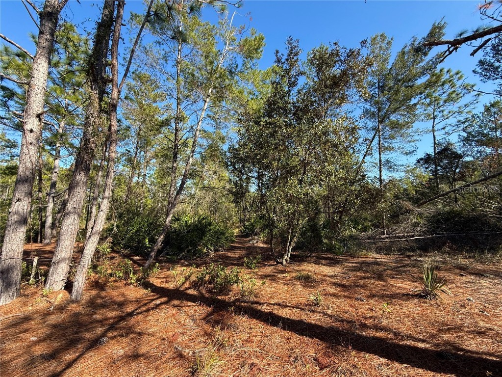 40001 Maggie Jones Road Paisley FL 32767 G5091604 image58