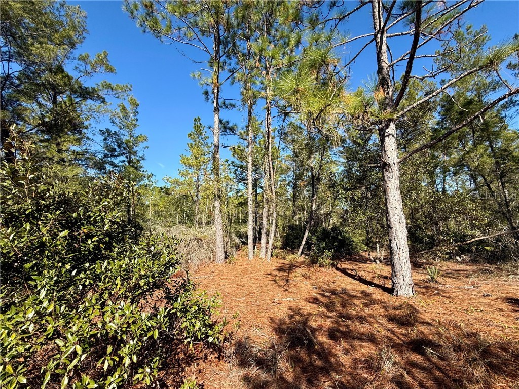 40001 Maggie Jones Road Paisley FL 32767 G5091604 image61