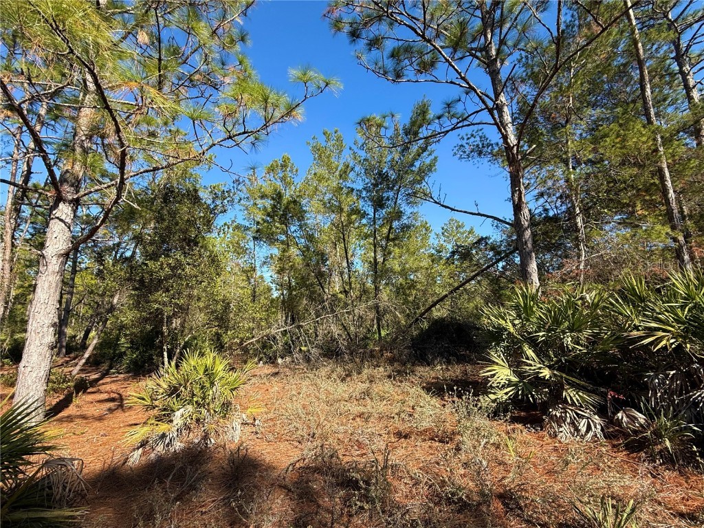 40001 Maggie Jones Road Paisley FL 32767 G5091604 image62