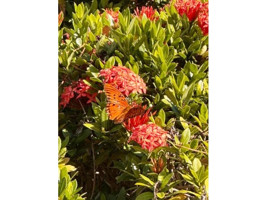 4005 Dellbrook Drive Tampa FL 33624 TB8442410 image25