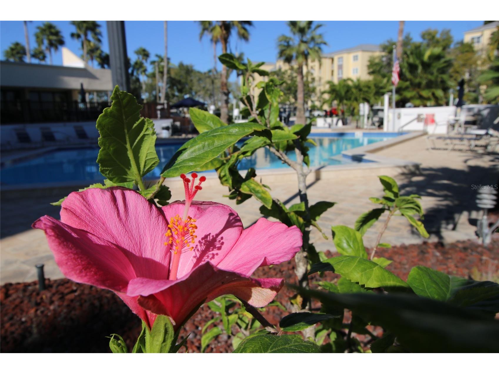 401 150th Avenue #223 Madeira Beach FL 33708 A4680055 image29