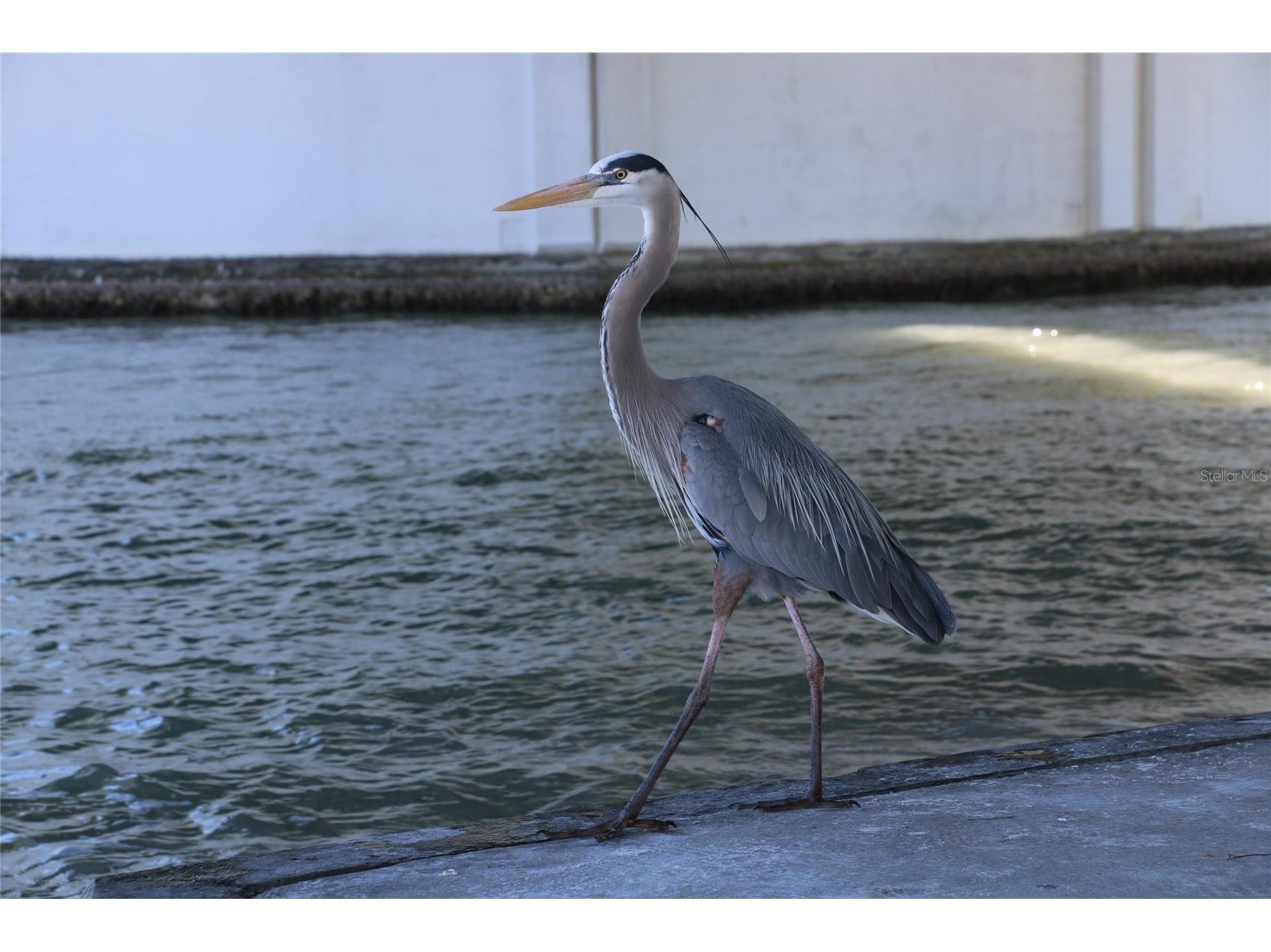 401 150th Avenue #223 Madeira Beach FL 33708 A4680055 image45