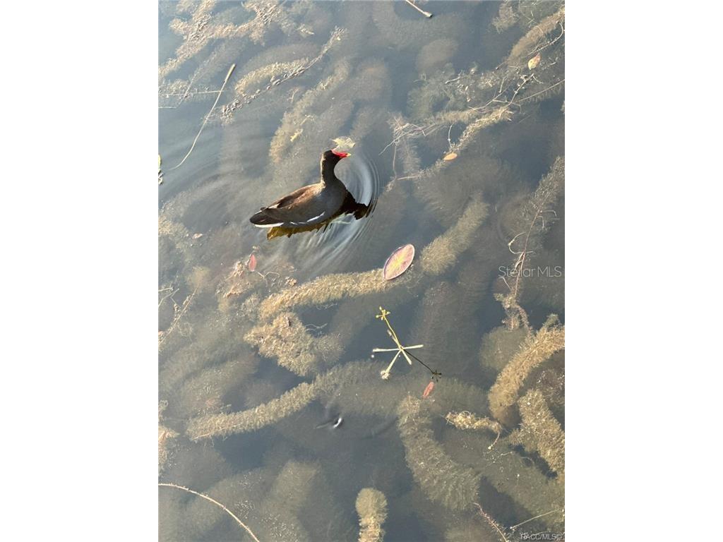 4010 E Dandy Loop Hernando FL 34442 TB8454102 image24