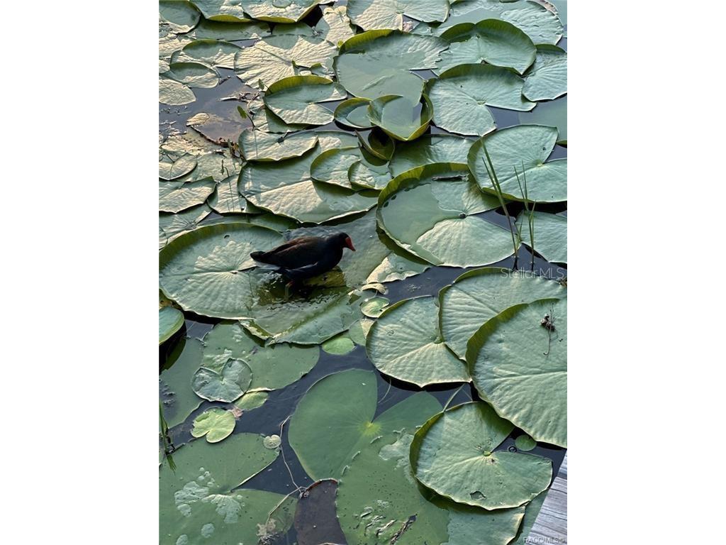 4010 E Dandy Loop Hernando FL 34442 TB8454102 image25