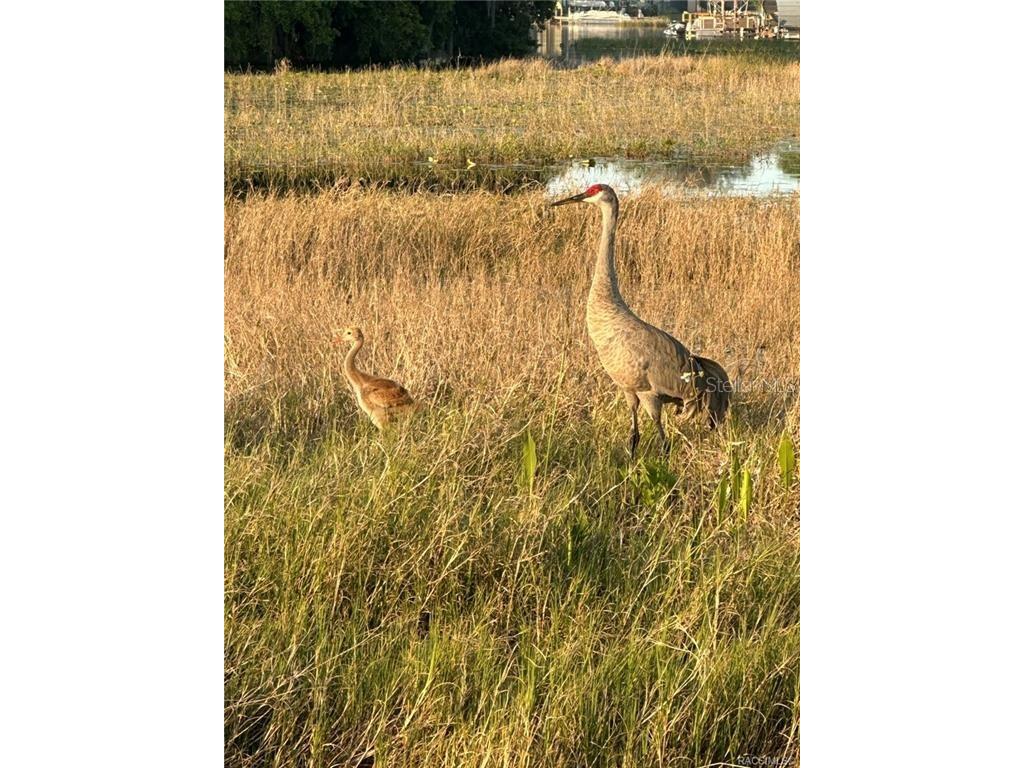 4010 E Dandy Loop Hernando FL 34442 TB8454102 image26