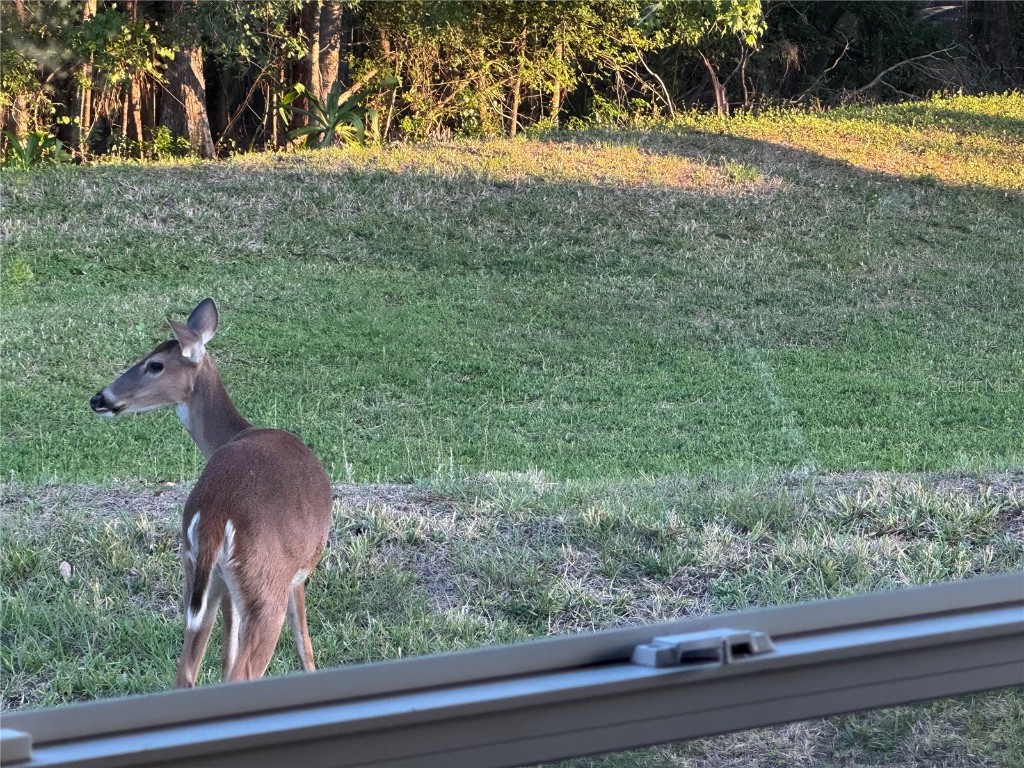 4012 Woodacre Lane Tampa FL 33624 TB8381703 image36