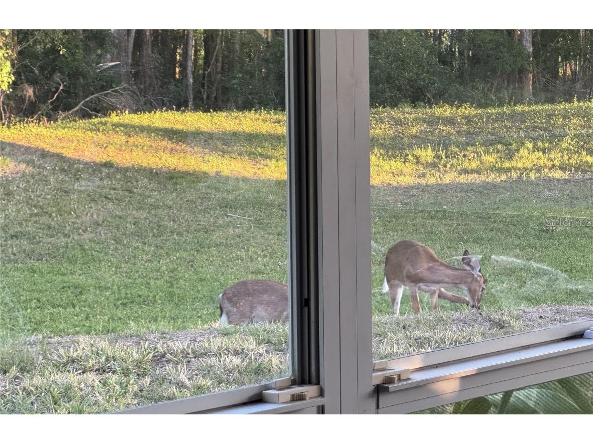 4012 Woodacre Lane Tampa FL 33624 TB8381703 image37