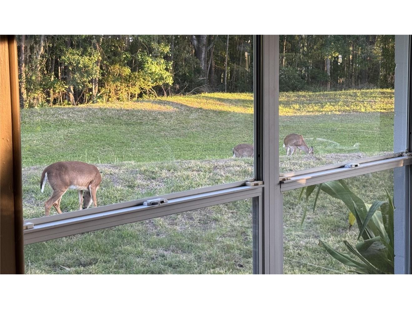 4012 Woodacre Lane Tampa FL 33624 TB8381703 image38