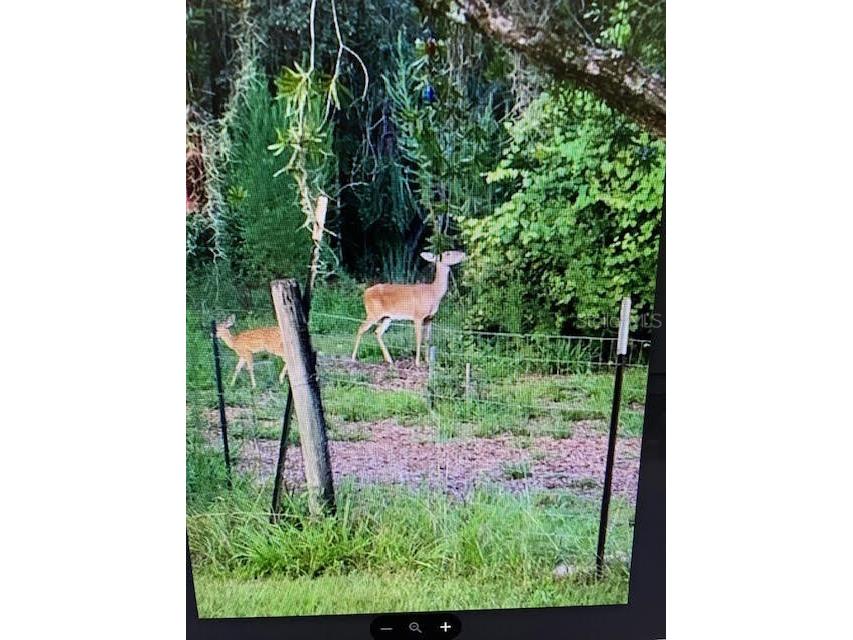 40130 County Road 439 Umatilla FL 32784 G5102386 image28