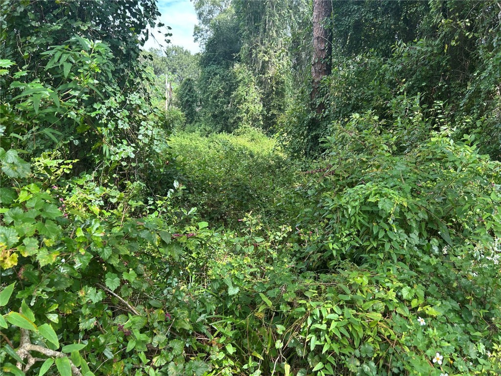 4014 SW 125th Avenue Webster FL 33597 W7879710 image4